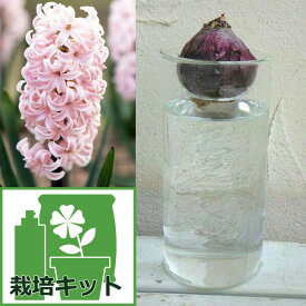 球根/ヒヤシンスの水栽培セット：桃 とガラスポットロング