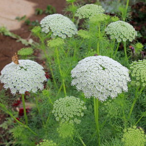 Ԃ̕c/A~@rXiK3-3.5|bg 6Zbg