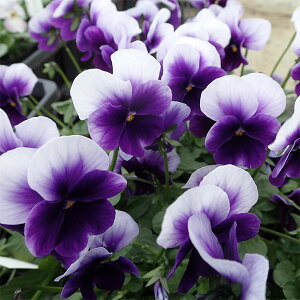 Ԃ̕c/[]rIFrr@r[R3`3.5|bg 24Zbg