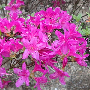 Ԗ ؂̕c/ccWFTLLV}ccWij4|bg