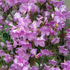 Ԗ ؂̕c/ccWFCccW40`50cm