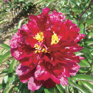 Ԃ̕c/VNNi䉖jFubNr[eB[6A