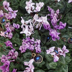 Ԃ̕c/VNFu[WG[V[Y3|bg