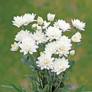 Ԃ̕c/؉ԋecFx炫ςeFni̋ȁj2.5|bg 2Zbg