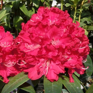 Ԗ ؂̕c/mVNiQFv~lX3.5|bg