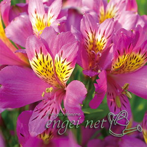 Ԃ̕c/AXgAFfRX^[3.5|bg