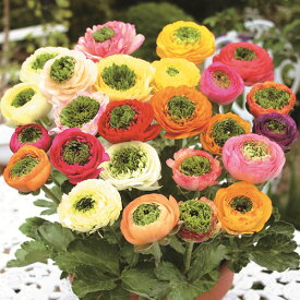 球根/ラナンキュラス：グラスホッパー混合4球入り