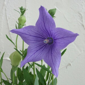 Ԃ̕c/LLEF܌Jj[ 3.5|bg