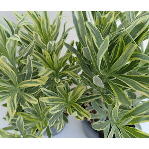 Ԃ̕c/[tHrAFVo[X3.5|bg