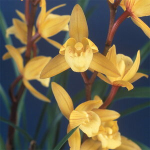 R쑐̕c/iajF~Jiӂ䂵j3|bg