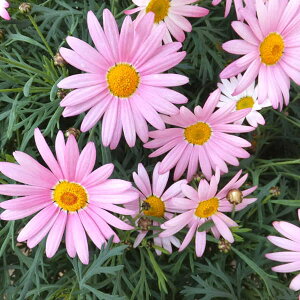 Ԃ̕c/}[KbgFAWFbN WCAgsN3.5|bg[11`12@3`6J ֑Ԑ̃}[Kbg]