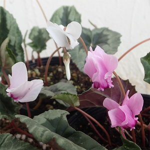 Ԃ̕c/nVNFwftHEԐF~bNX3-3.5|bg 3Zbg