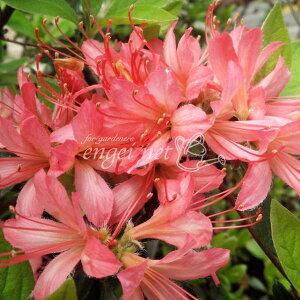 Ԗ ؂̕c/ccWF߁ijbRE~\j30`40cm