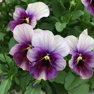 Ԃ̕c/rIF@Ԃǂ3-3.5|bg 12Zbg