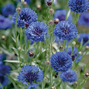 Ԃ̕c/O}\EiԑjFu[3|bg