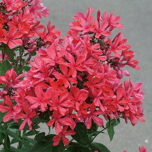 Ԃ̕c/tbNXFNIpg 3.5|bg