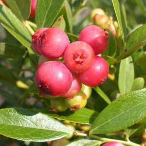 ʎ̕c/u[x[irbgACnjFsNl[h 3.5|bg