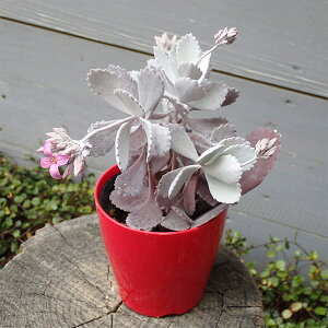 Ԃ̕c/JRGFv~i̕j3.5|bg