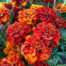 草花の苗/マリーゴールド：ファイヤーボール3.5号ポット