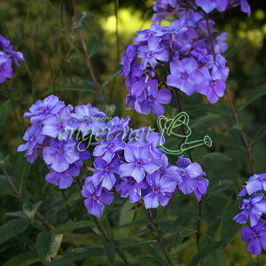 Ԃ̕c/tbNXFpjL[^@u[p_CX3.5|bg 2Zbg