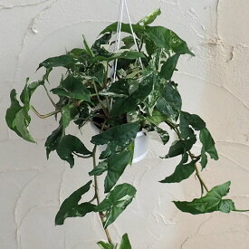 観葉植物/シンゴニウム：フレンチマーブル　5号吊り鉢