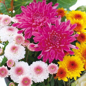 Ԃ̕c/e~bNXA5ig^j4|bg