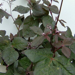 Ԃ̕c/Oti~cojFTL~coitOtj3-3.5|bg 6Zbg