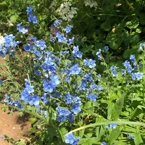 Ԃ̕c/A`[TFhbvA3.5|bg 2Zbg