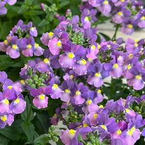 Ԃ̕c/lVAF[e@~XebNu[3.5|bg 2Zbg