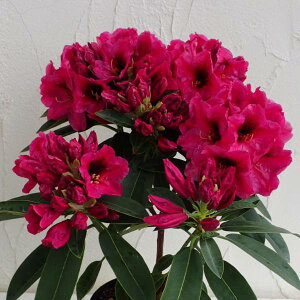 Ԗ ؂̕c/VNiQiΓԁjF~bhiCg5A