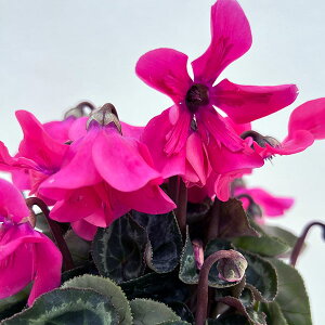 Ԃ̕c/VNFy`R[g@lIsN3O|bg