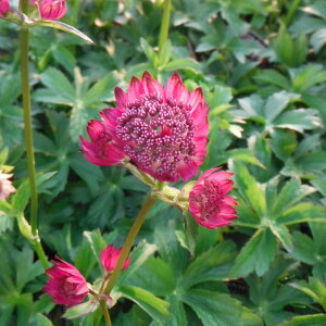 Ԃ̕c/AXgeBAFX^[Iur[eB[4.5|bg