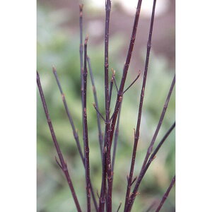 Ԗ ؂̕c/TS~YLiRkXAojFPbZM[6|bg