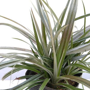 Ԃ̕c/AXeAFEGXgh3|bg