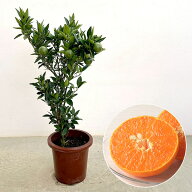 果樹の苗/せとか8号鉢植え[実付き]