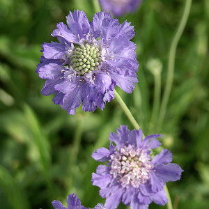 Ԃ̕c/XJrITi}cV\EjFR[JTXu[3.5|bg