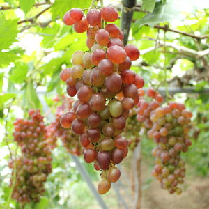 ʎ̕c/uhEFgOځixjTWNj4-5|bg