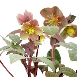 i[Z[̃NX}X[YinjFr_X X[eB[t3.5O|bg