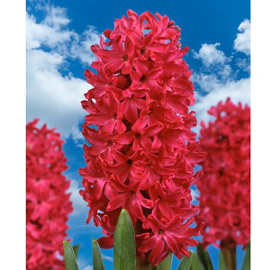 /qVXi͔|pEW{jFW{Xiԁj4Zbg