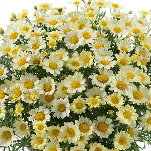 Ԃ̕c/}[KbgFAWFbN pXe3.5|bg[11`12@3`6J ֑Ԑ̃}[Kbg]