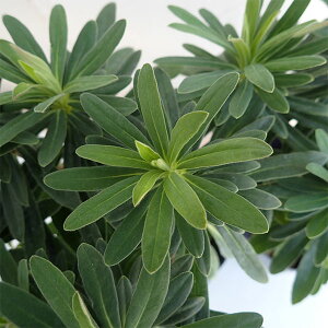 Ԃ̕c/[tHrAF}[`j[i}eBjj3|bg