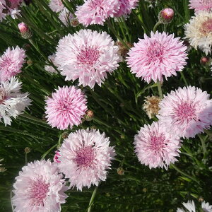 Ԃ̕c/ԑEsN3|bg 2Zbg