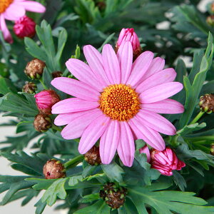 Ԃ̕c/}[KbgFu[th3.5|bg