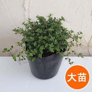 n[u̕c/^CiقӂjFMJEX4|bg