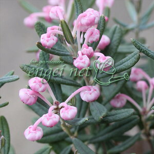 R쑐̕c/qVNiQFu[ACX3|bg