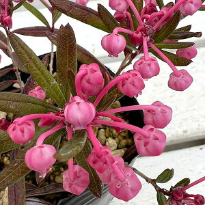 R쑐̕c/qVNiQFZF3|bg