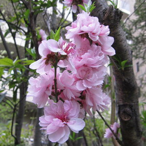 Ԗ ؂̕c/قԓFƎPieeqj6|bg