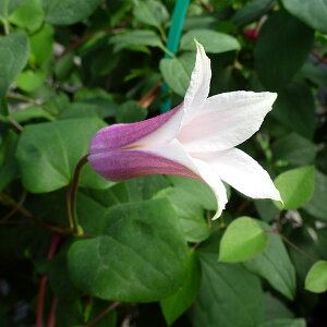 N}`X̕c/N}`XFRgRiՎqj4O|bgieLZVXnj