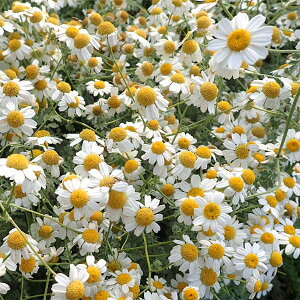 Ԃ̕c/^iPcFWbN|bg 3.5|bg 2Zbg