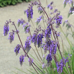 Ԃ̕c/TrAFk^X3-3.5|bg